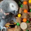 Baby african grey parrot for sale