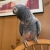 african grey parrots for sale near me