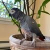 african grey parrots for sale near me