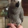 talking african grey parrot for sale