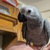talking african grey parrot for sale