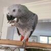 congo african grey parrot for sale