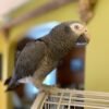grey african parrots for sale