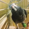 female african grey parrots for sale