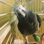 female african grey parrots for sale