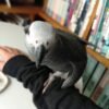 talking african grey parrots for sale near me