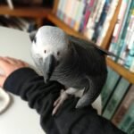 talking african grey parrots for sale near me