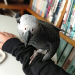 talking african grey parrots for sale near me