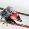 african grey bird for sale