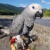 male african grey parrots for sale
