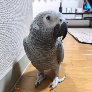 African grey for sale