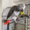 talking parrots for sale USA
