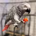 Congo African Grey Parrots for Sale