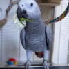 African grey parrots for sale near USA