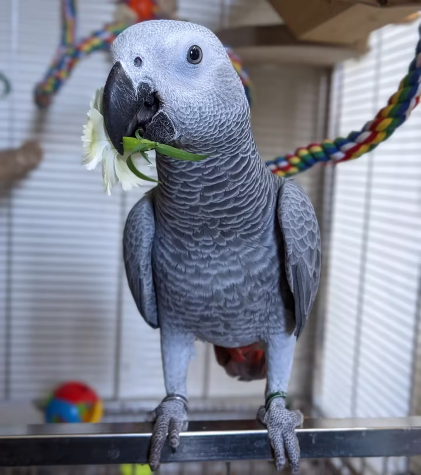 African grey parrots for sale near USA