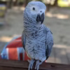 african grey for sale Near Me