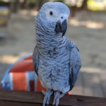 african grey for sale Near Me