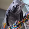 Timneh african gey parrots for sale usa