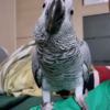 Timneh african gey parrots for sale usa