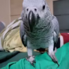 Timneh African Grey Parrots for Sale