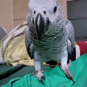 Timneh African Grey Parrots for Sale