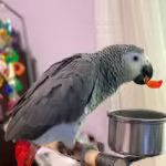 Ghana African Grey parrots for sale