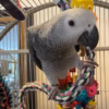 Congo african gey parrots for sale usa