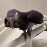 Talking African Grey Parrots for Sale