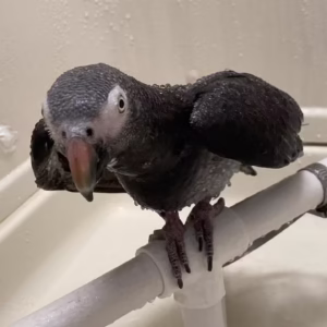 Talking African Grey Parrots for Sale