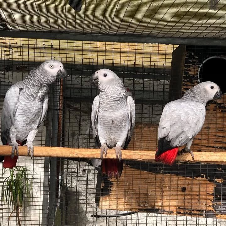 African Grey birds for sale Kentucky