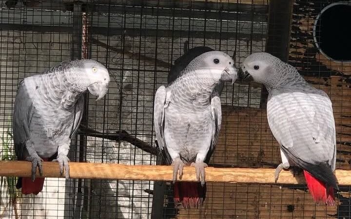 Talking African Grey parrots for sale France