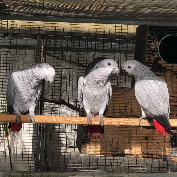 Different Types of African Grey Parrots