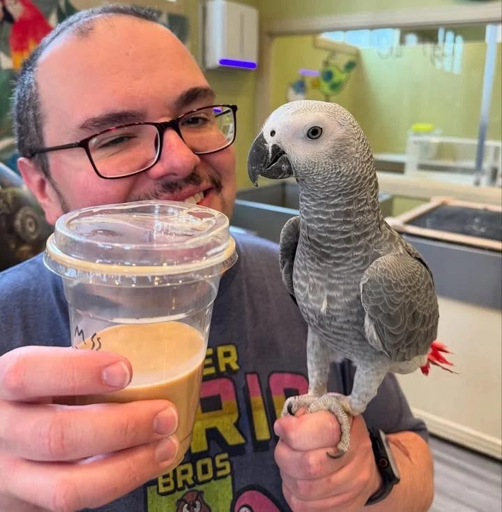 Cameroon African Grey parrots for sale West Virginia