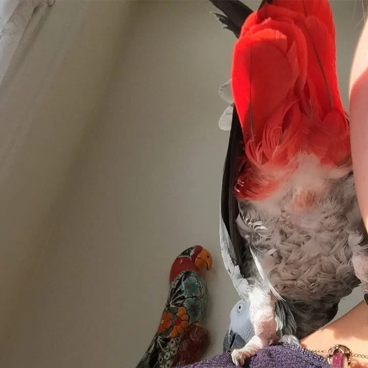 African Greys for sale in Wisconsin