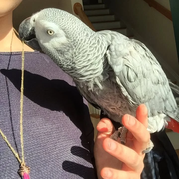 Cameroon African Grey parrots for sale Wyoming