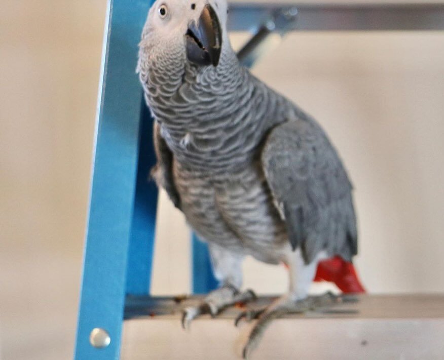 African Grey birds for sale Massachusetts