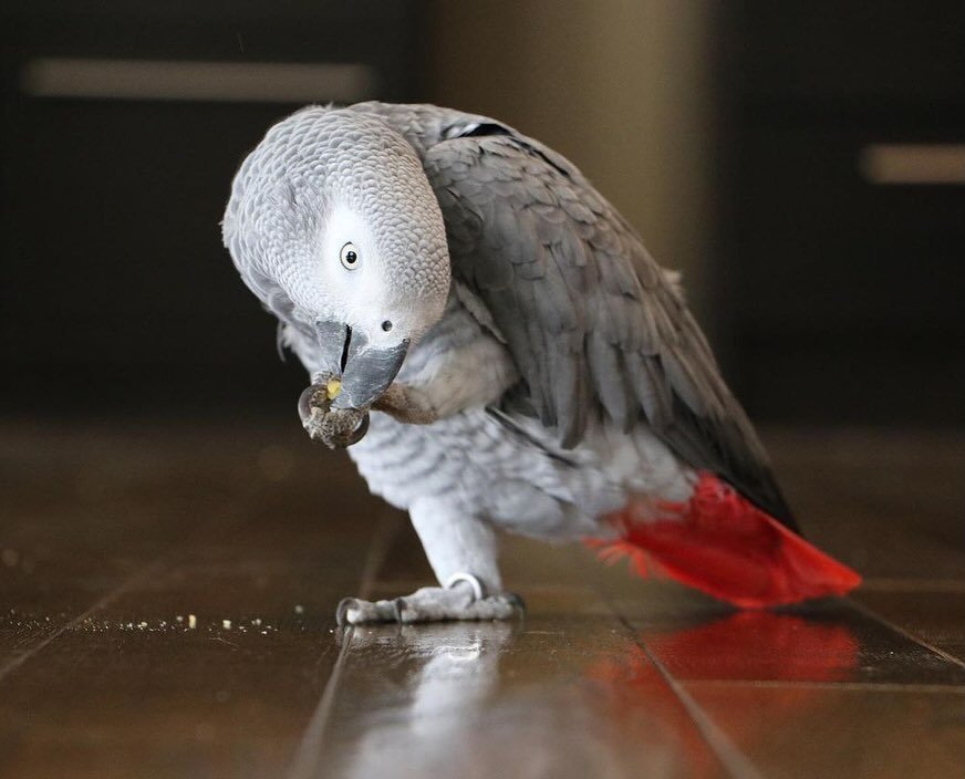 African Greys in Canada