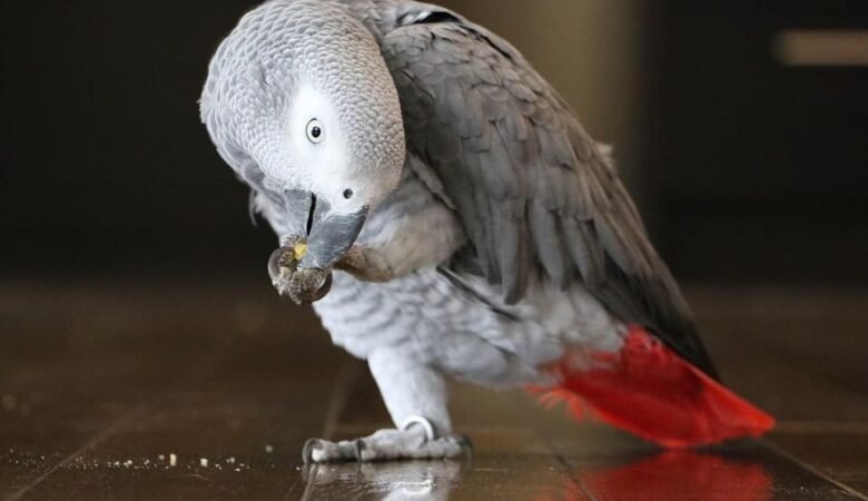 African Greys near me Colorado