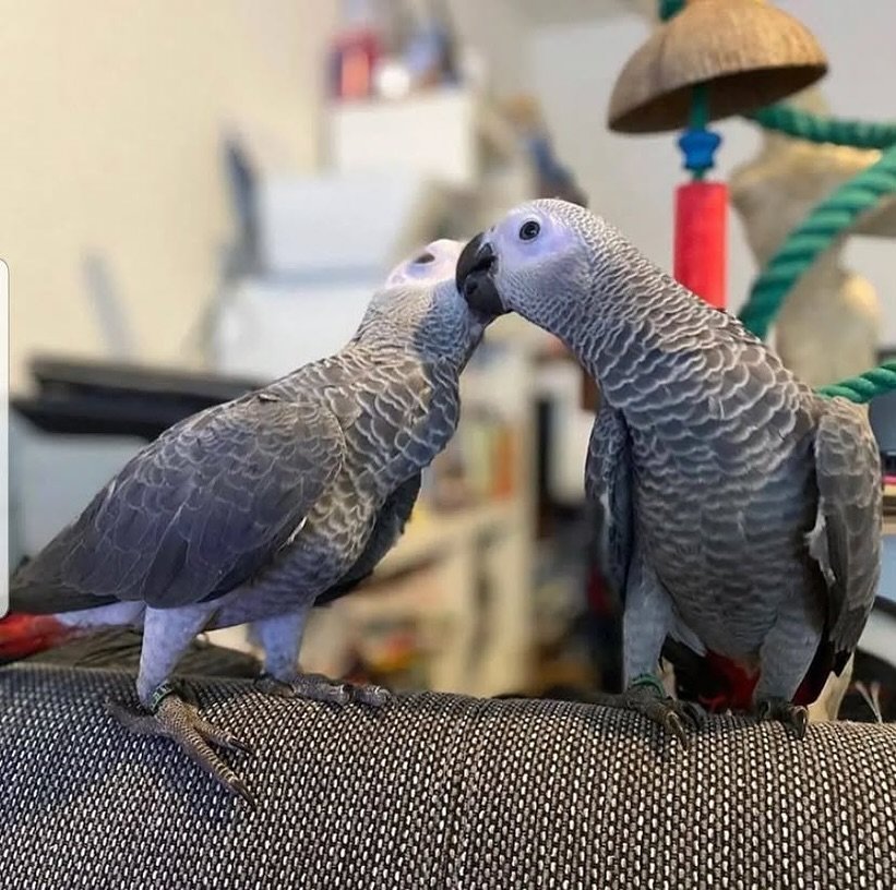 African Grey breeders in Australia