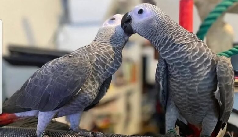 Preparing Your Home for an African Grey Parrot