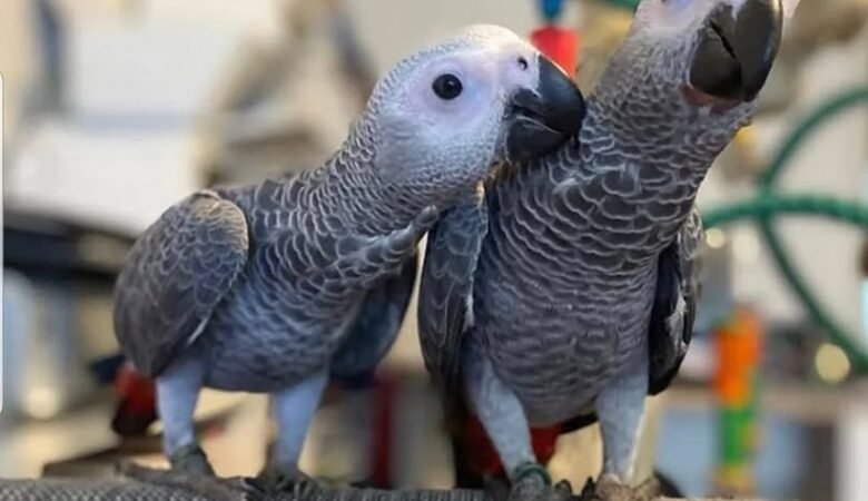 African Greys near me Delaware