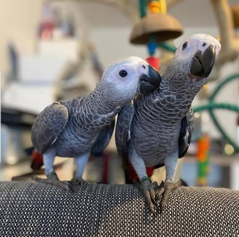 African Greys in United Kingdom