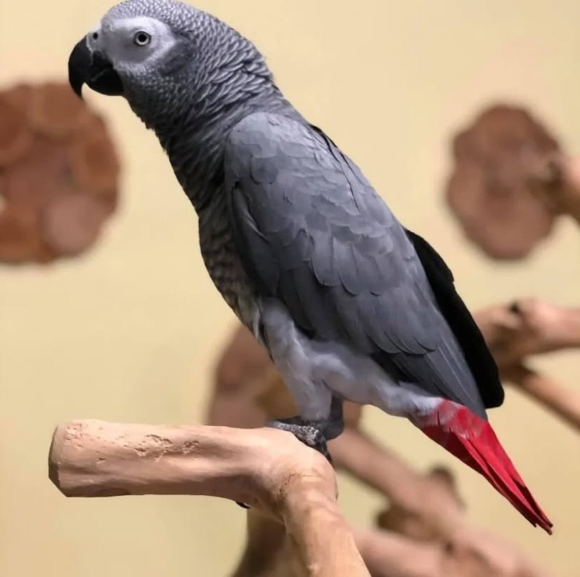 African Greys in Ireland