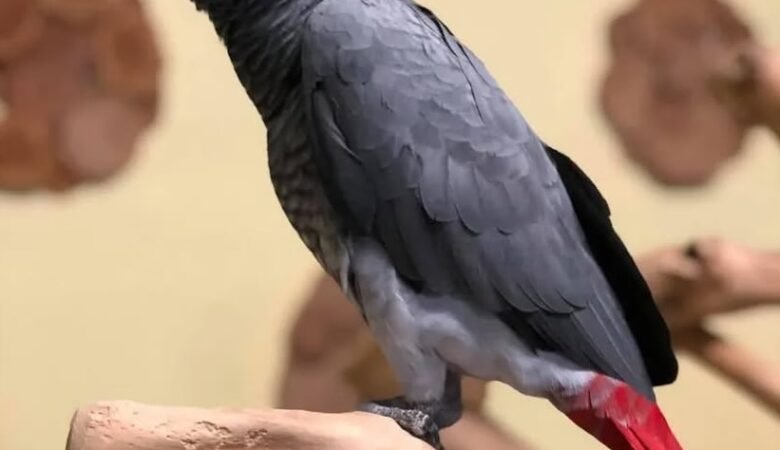 African Greys near me Florida