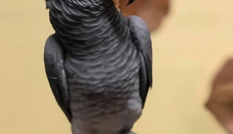 African Greys in Vermont