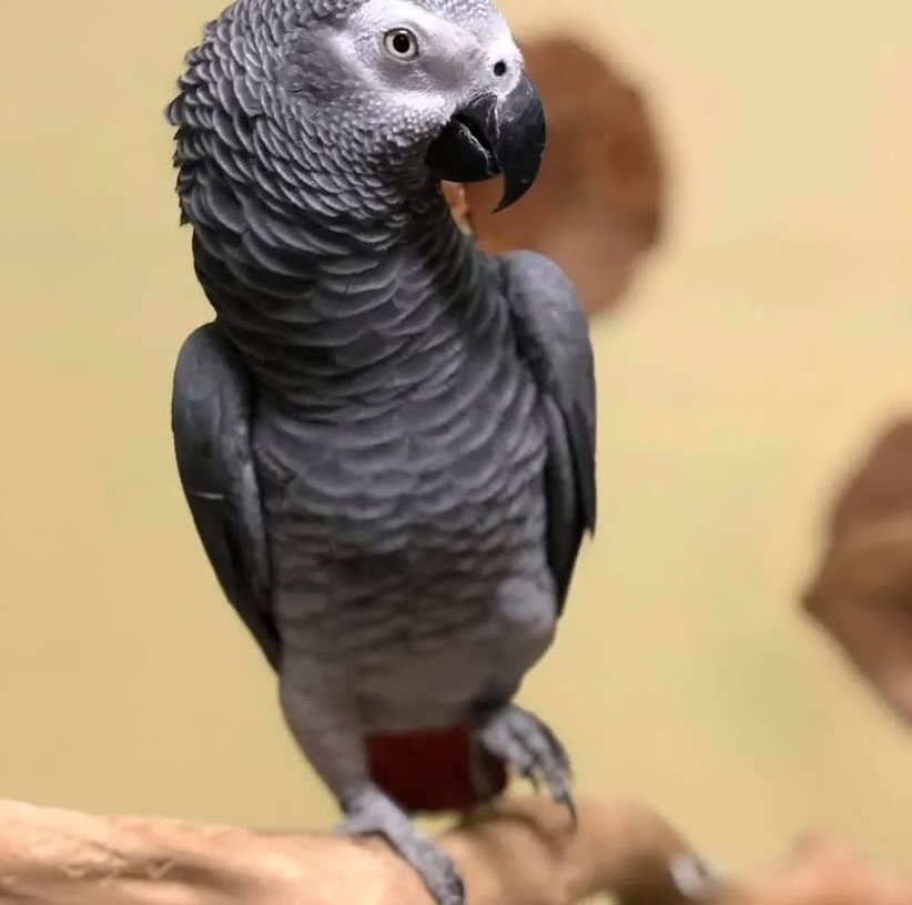 African Greys in Vermont
