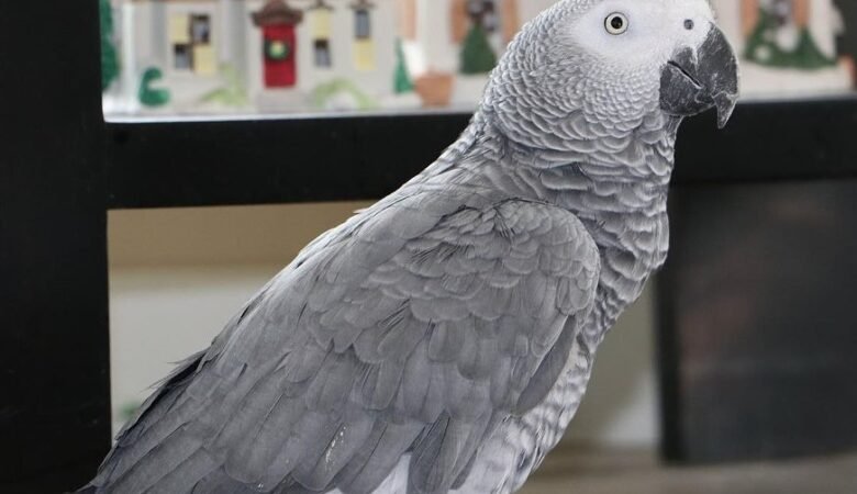African Greys in Virginia