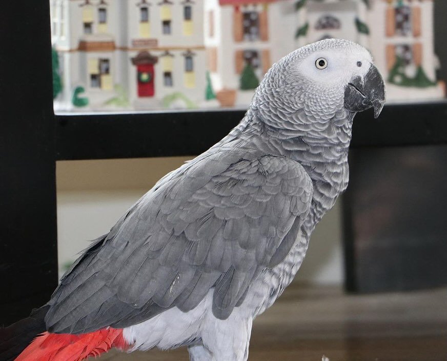 African Greys in Virginia