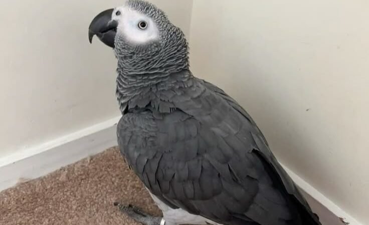African Greys in Washington