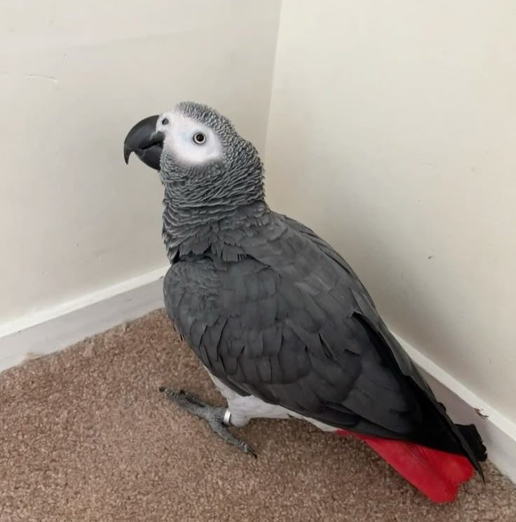 African Greys in Washington